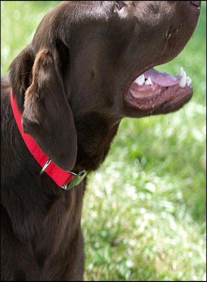 كانتري بروك ديزاين طوق كلاب من النايلون الفاخر من كانتري بروك بيتز مزود بإبزيم معدني للسلالات الصغيرة والمتوسطة والكبيرة - أكثر من 10 ألوان دافئة (كبير، 1 بوصة، أحمر ساطع) - Image 3